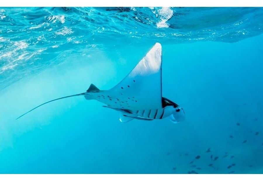 snorkeling manta ray