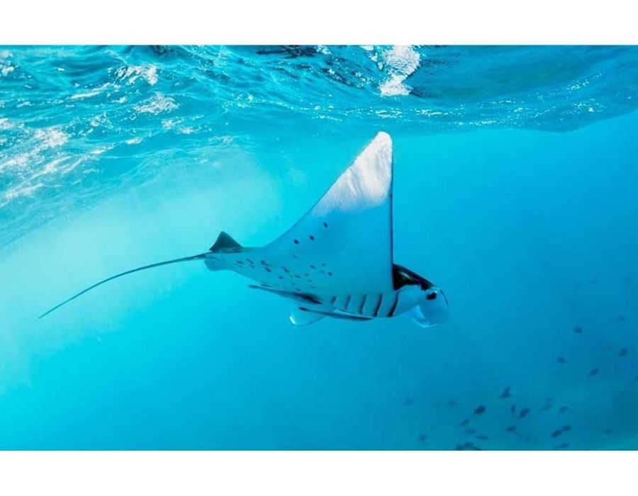 snorkeling manta ray